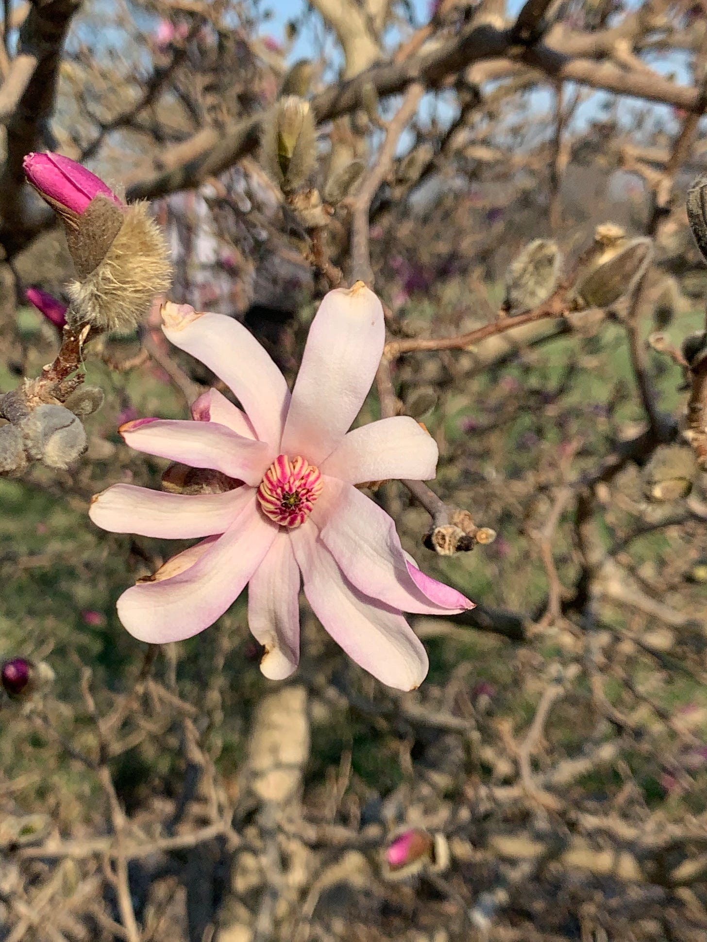 Close up of a pink petaled flower with a white and pink center. Many buds on the tree are still just starting to bloom