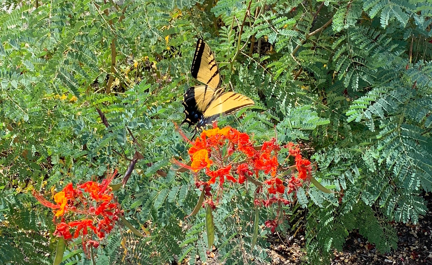 Yellow and black swallowtail butterfly flying above orange flowers surrounded by green leaves