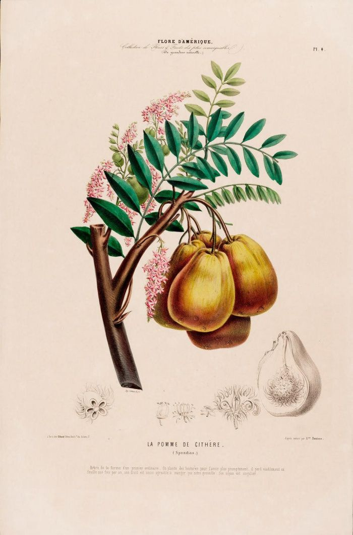 Flore d&#39;Amérique - Étienne Denisse | Fauna illustration, Vintage drawing,  Botanical illustration