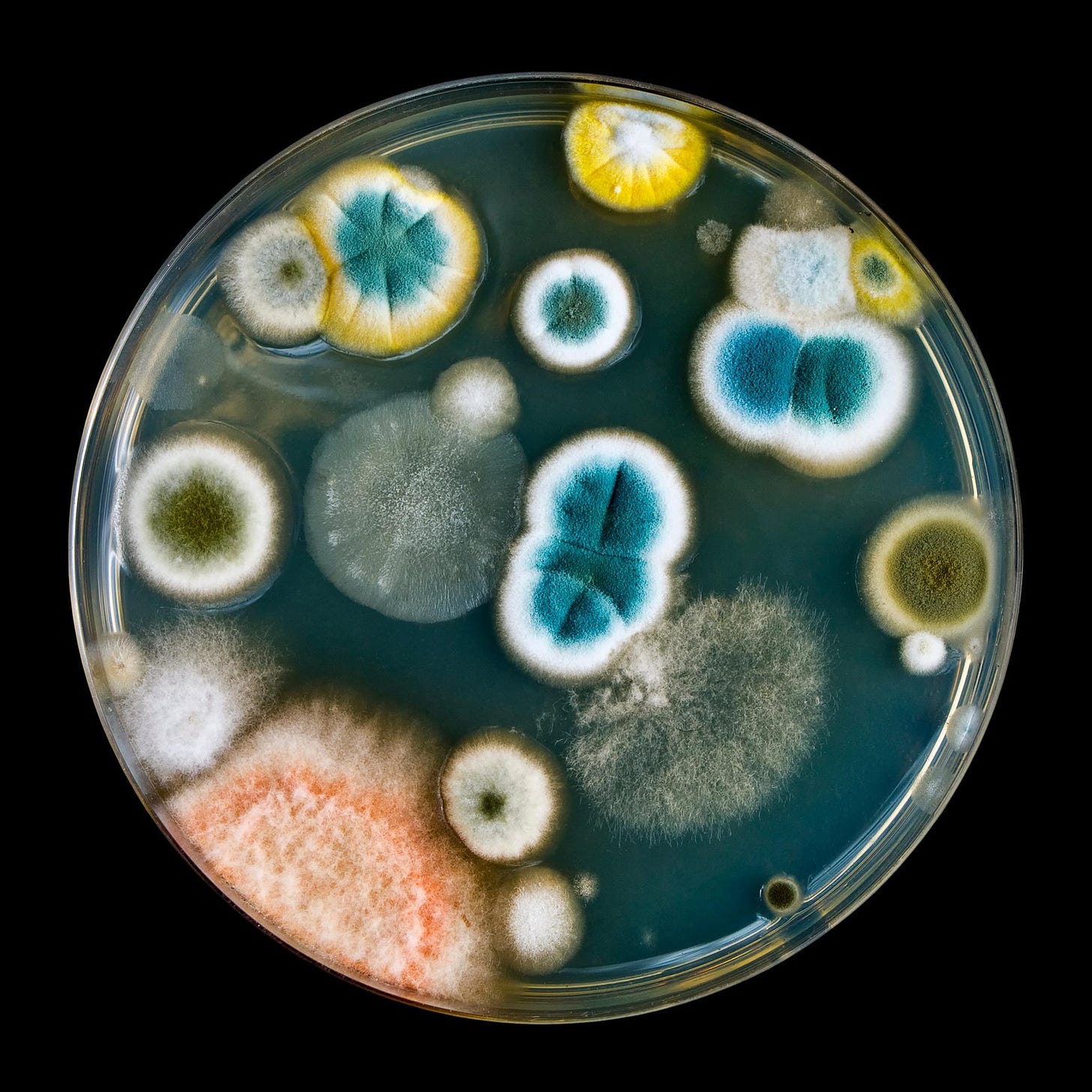11 Reasons to Love Bacteria, Fungi and Spores | Science | Smithsonian  Magazine