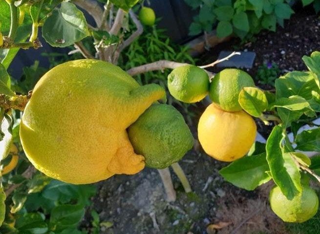 Lemon with another lemon growing into it, posted to reddit by hypnoticsnail
