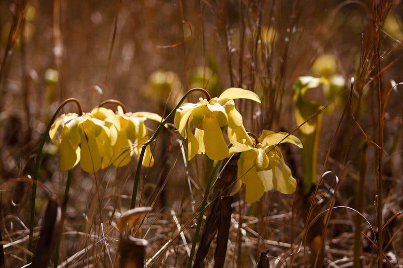 Yellow pitcher plant flowers growing in Angelina National Forest, a closeup of the plants