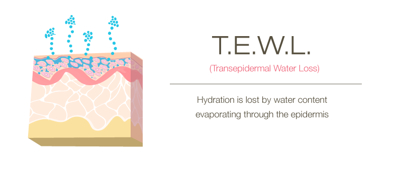 Transepidermal water loss (TEWL) occurs when hydration is lost by water content evaporating ...