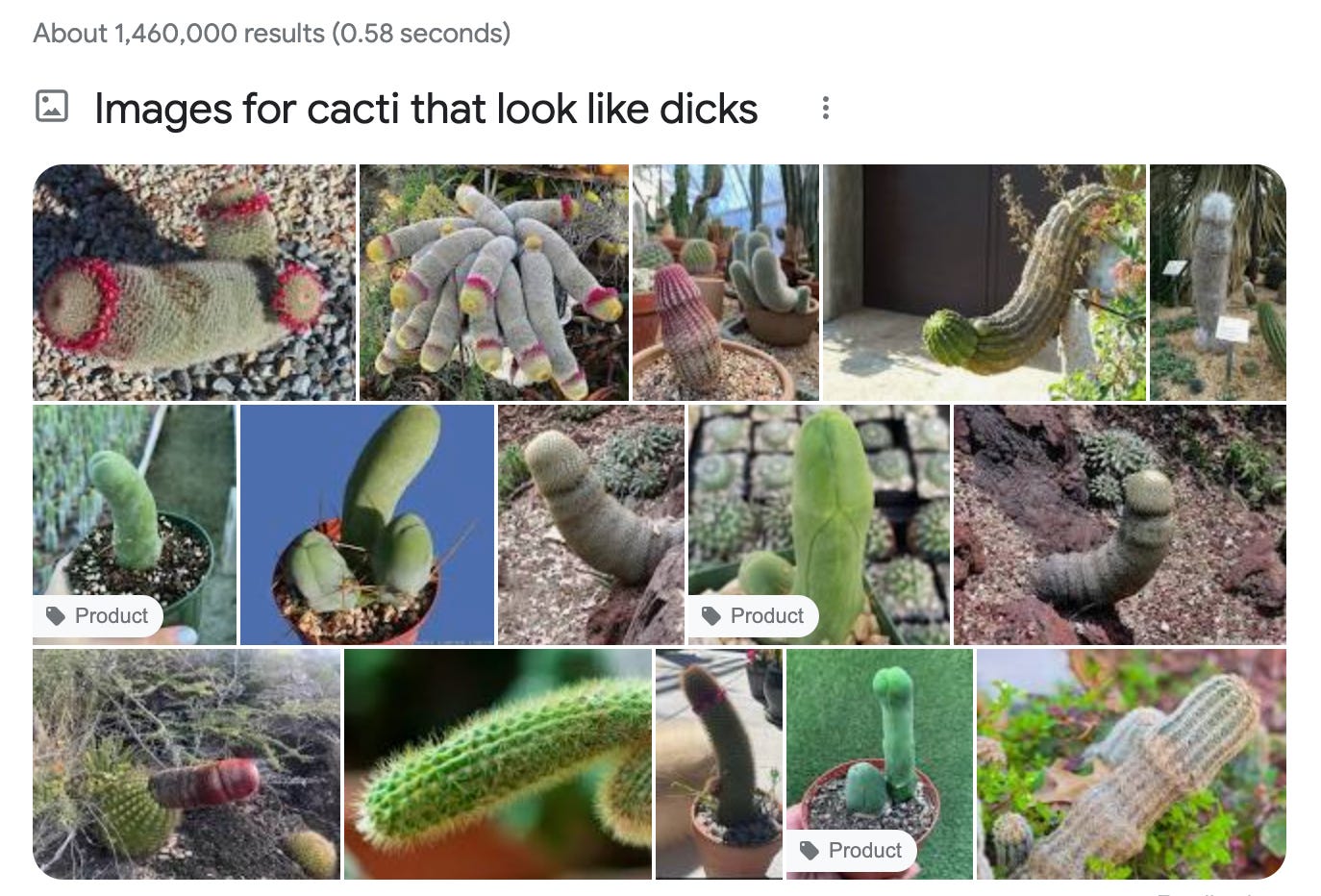 Screencap of a Google image search with text: "Images for cacti that look like dicks" with 12 images of cacti that look like dicks.