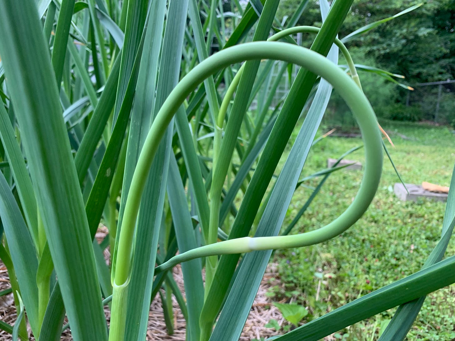 A garlic scape in a patch of garden garlic