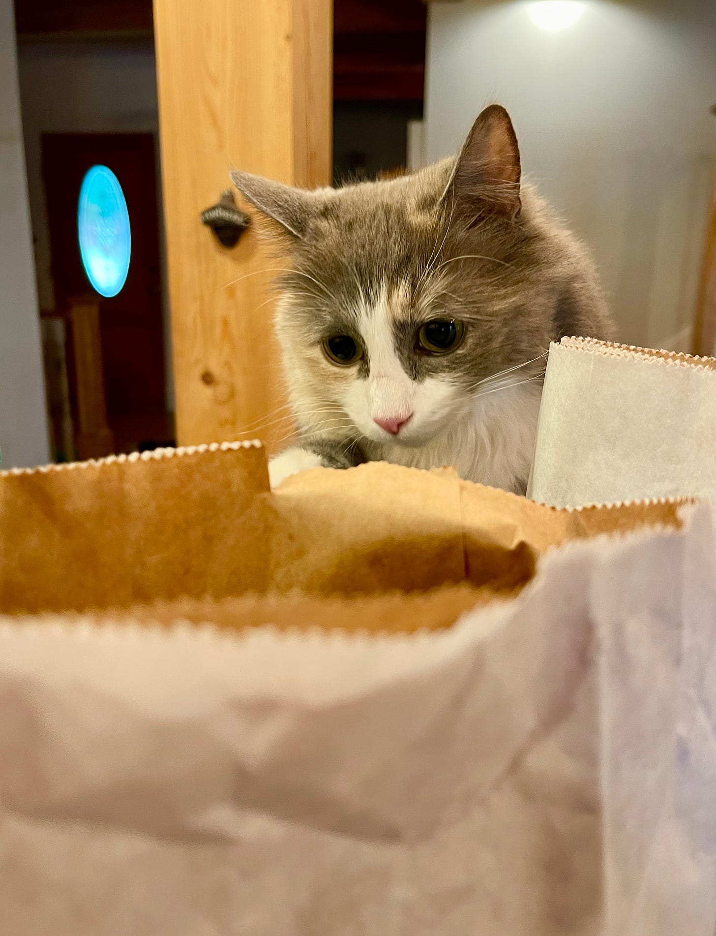 cat peering into a bag