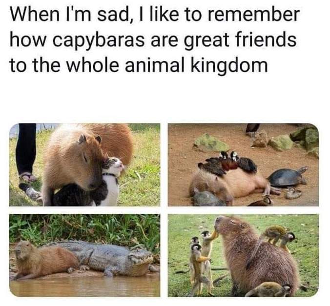 Super liabes Capybara-Meme, worth downloading.