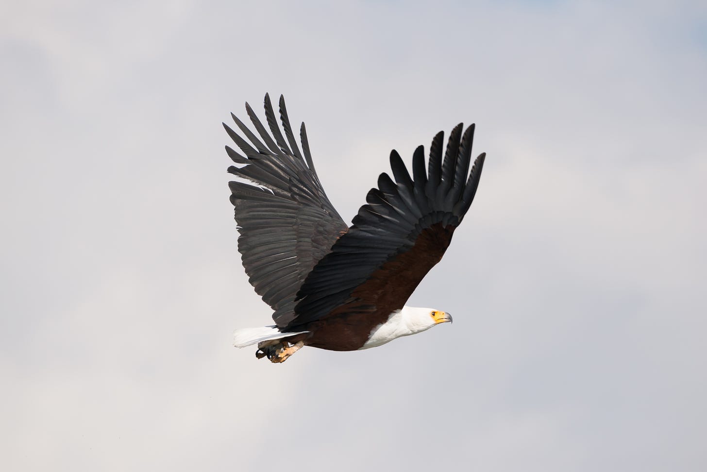 African fish eagle flying with wings raised