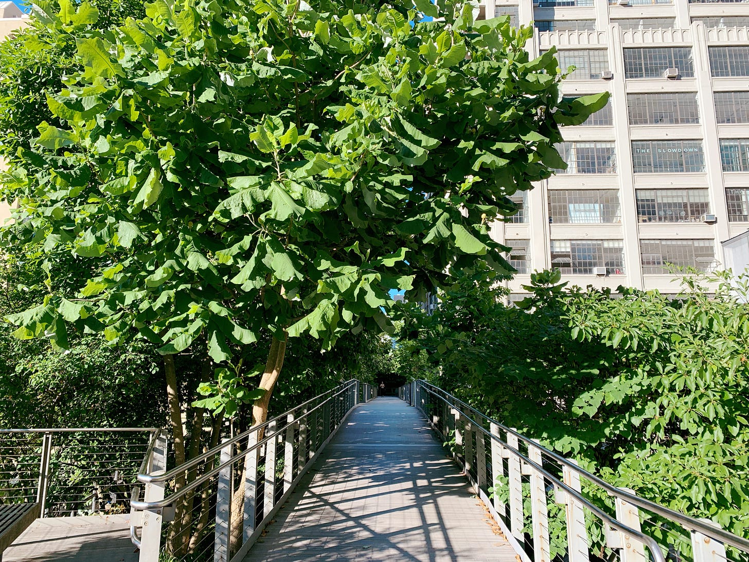 Narrow walkway on High Line with lots of greenery
