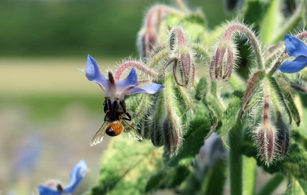Image of bee on flower. Image of bee on flower.