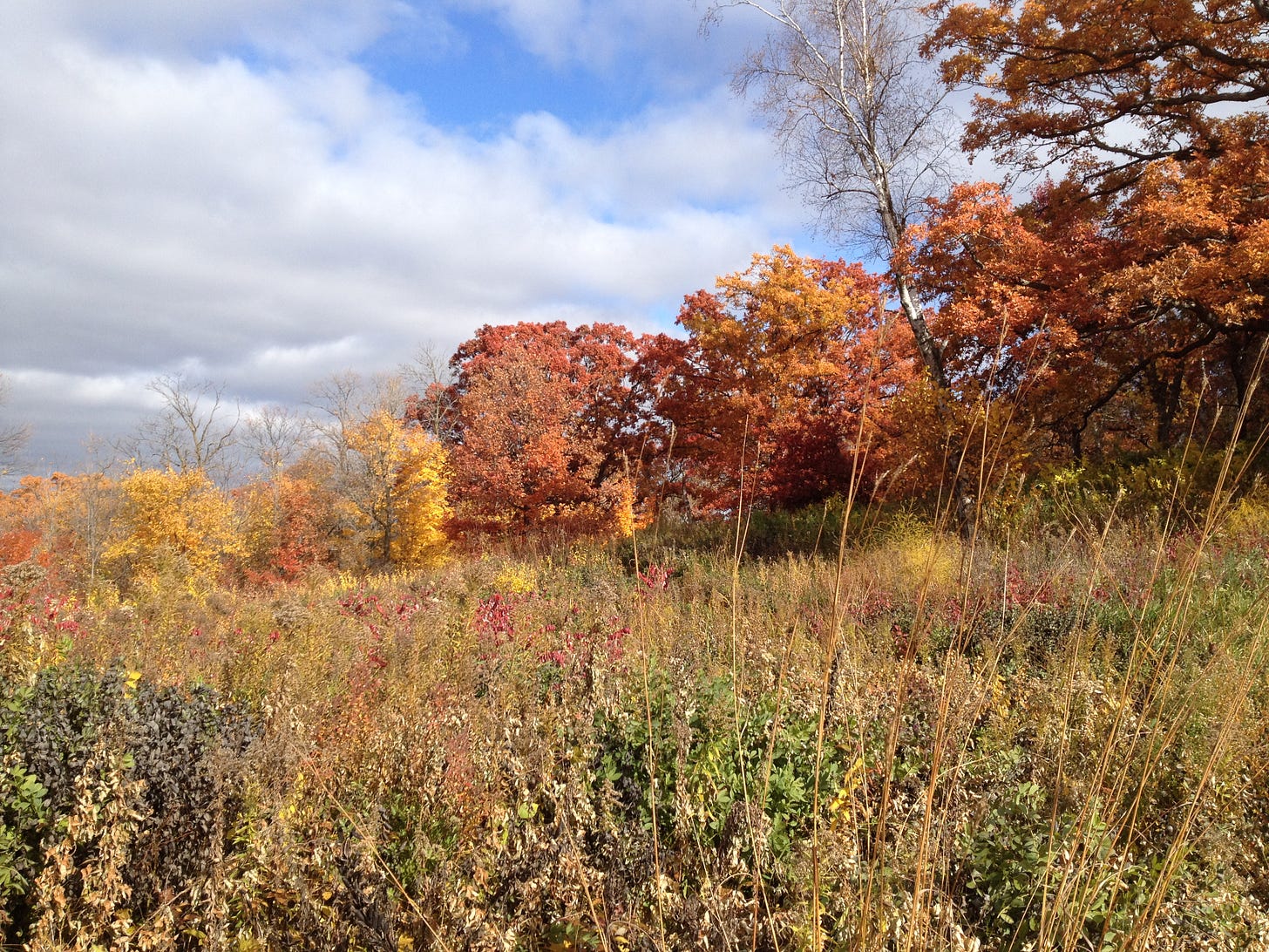 Photo of a hillside in fall with grassess and trees in shades of red, orange, and yellow