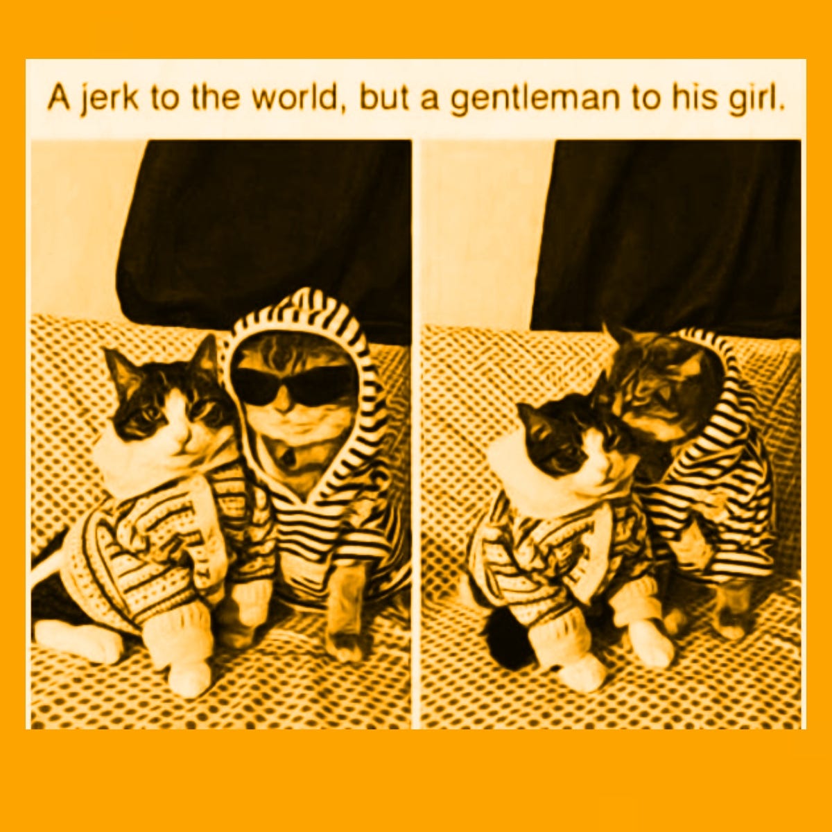 "Jerk to the world, but a gentleman to his girl." A meme of two cats in love.