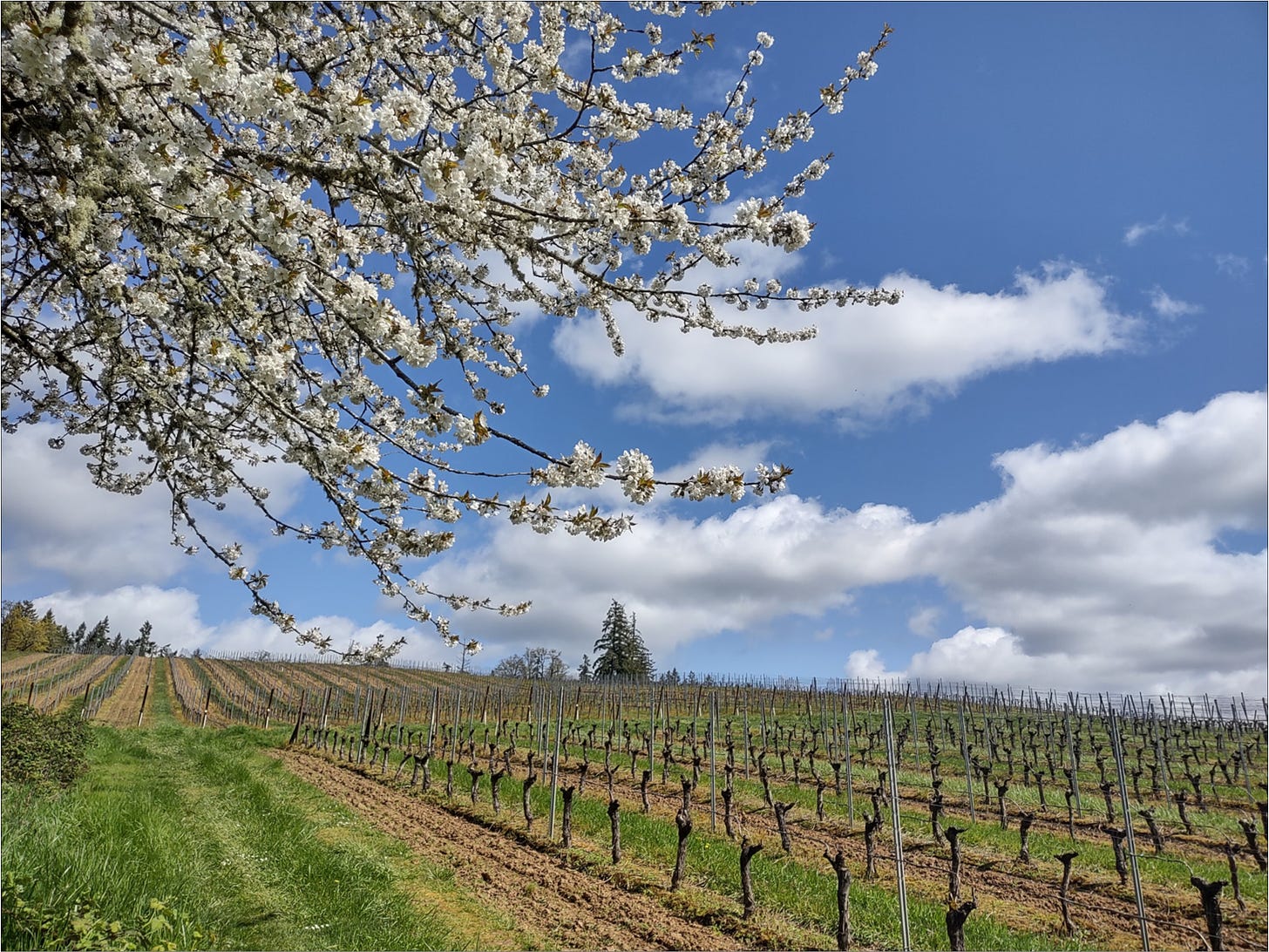 Cherries blooming during bud break