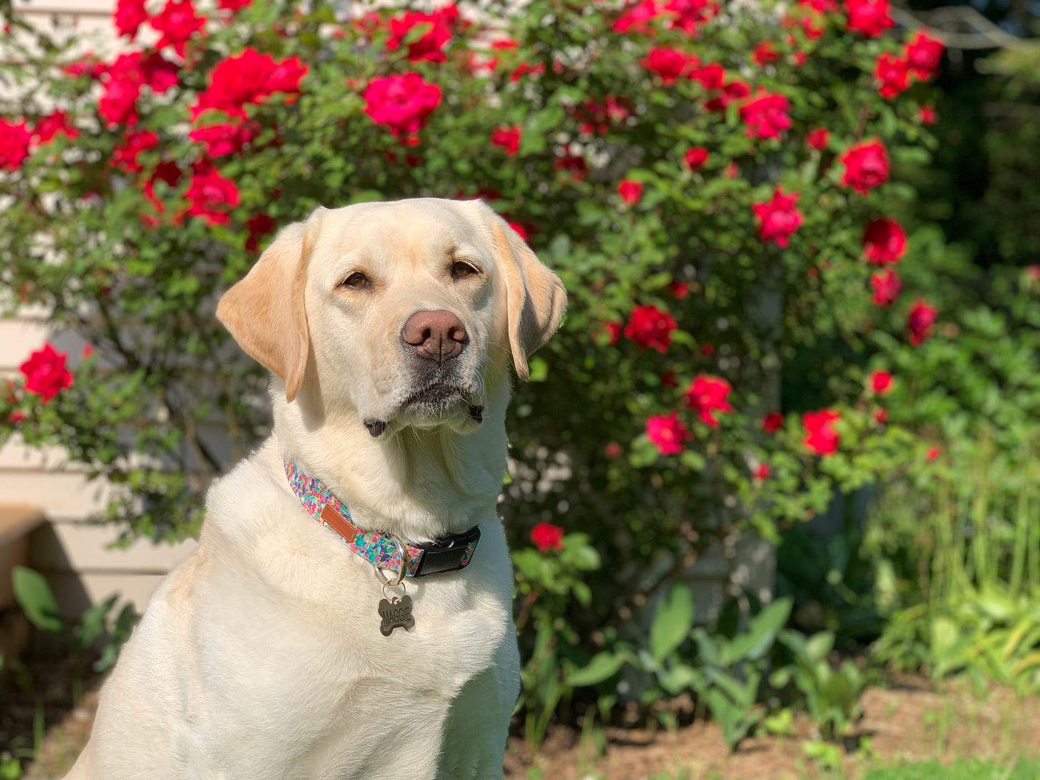 A yellow Labrador retriever with a multi-colored collar sits patiently in front of a rose bush. 