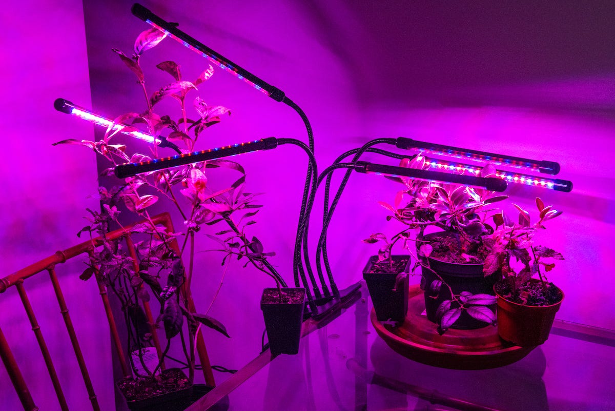 Image description: plants under purple LED grow lights in my kitchen. End image description.