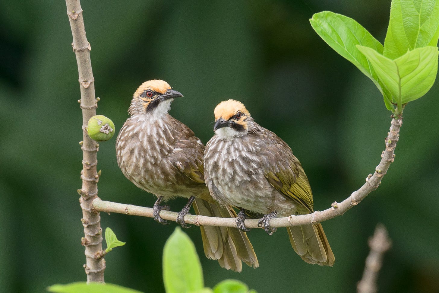 Straw-headed Bulbul – Singapore Birds Project