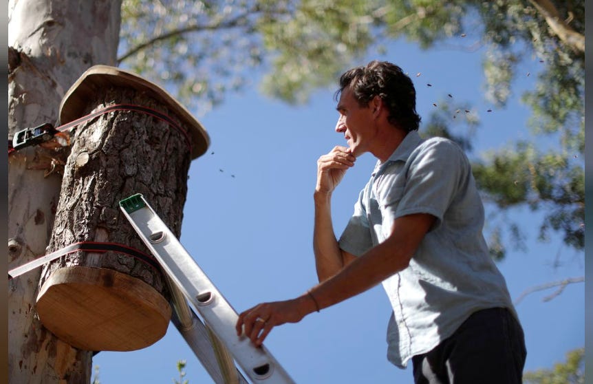 Image of man with looking at honey bees in tree.
