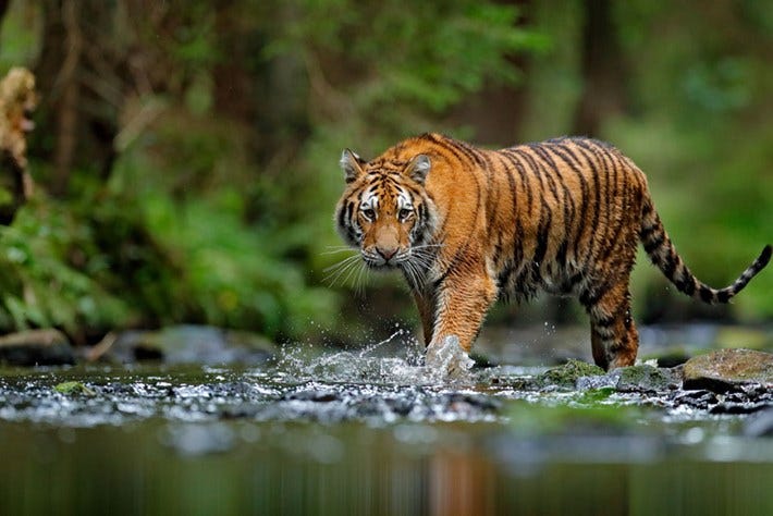 Good news: India's wild tiger numbers are on the rise | Conservation |  Earth Touch News