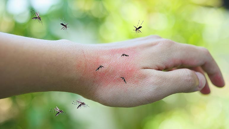 why some people mosquito magnets