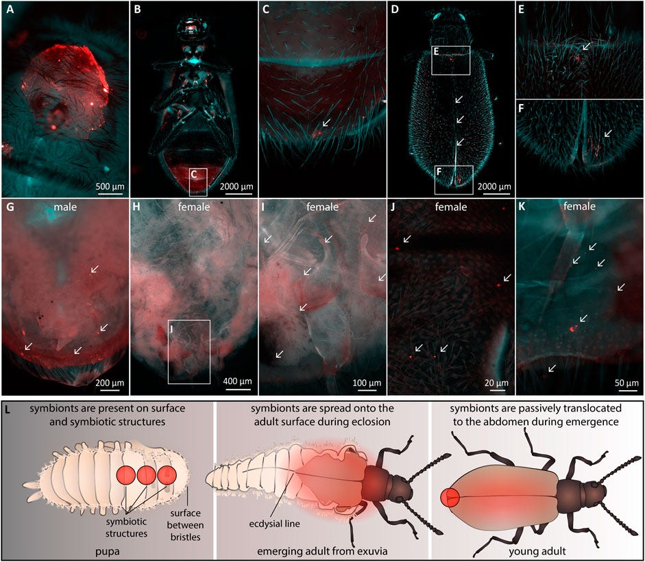 Frontiers | Morphological adaptation for ectosymbiont maintenance and ...