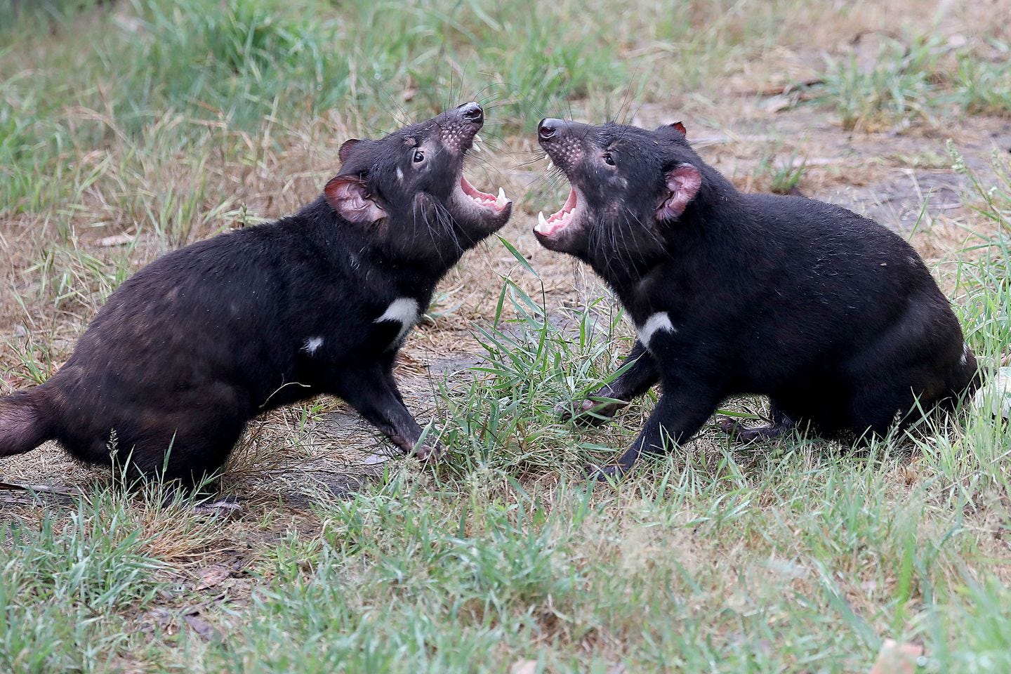 Tasmanian devils fought for a Christmas cracker during the 10th annual Christmas cracker event at Orana Wildlife Park on the outskirts of Christchurch in 2020. Seven Tasmanian devil babies were born this month in Australia, a promising step in the mission to rescue the endangered animal.