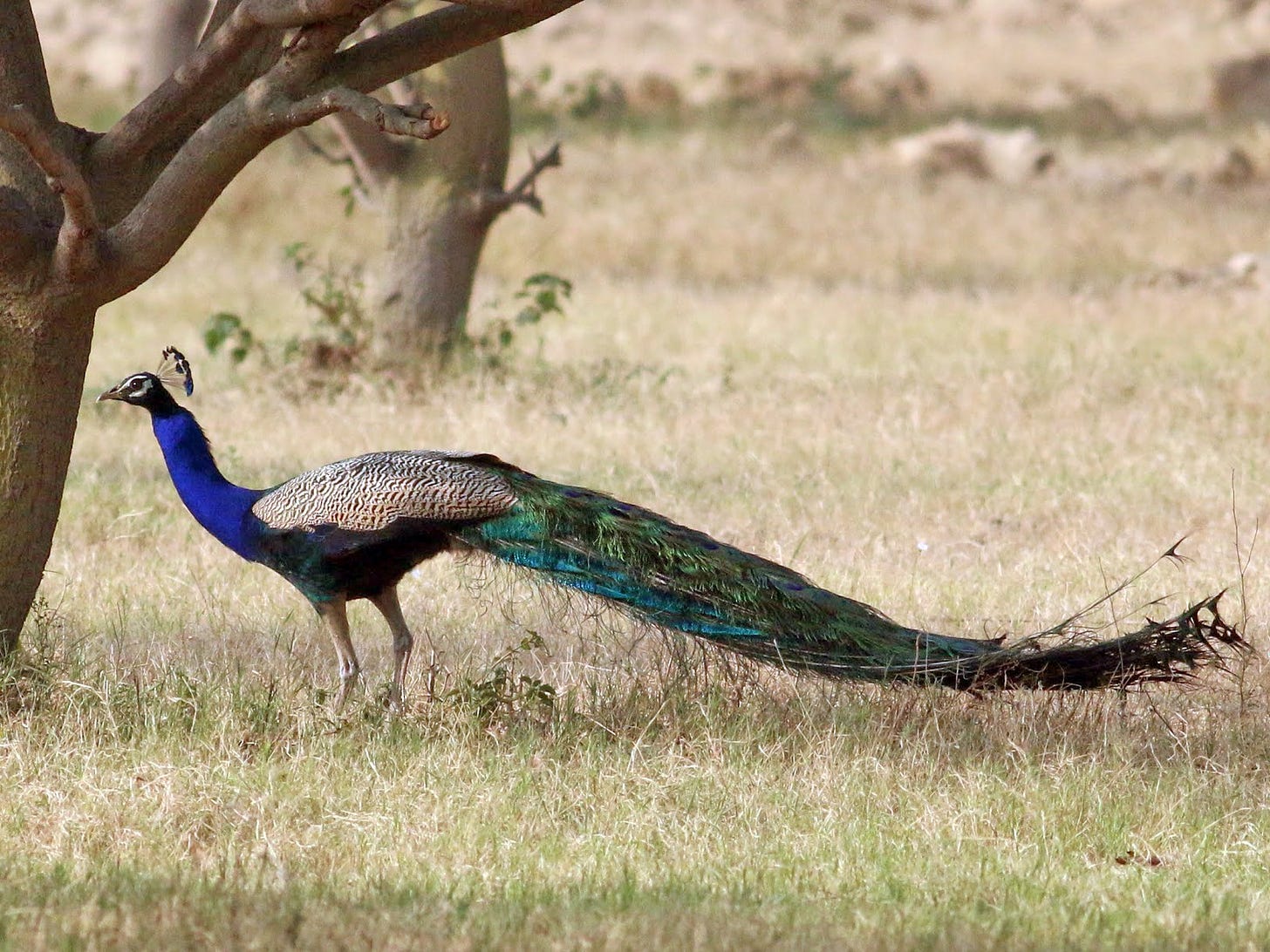 Indian Peafowl - eBird