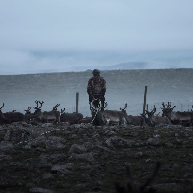 Man herding reindeer in Sweden