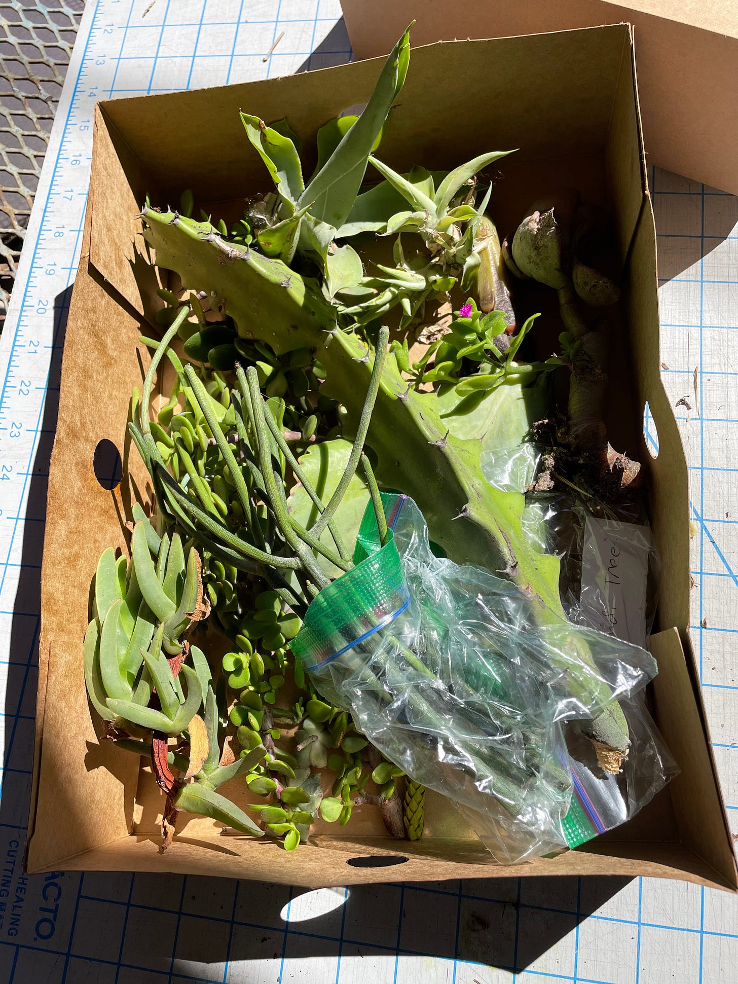 A cardboard box FULL of plant cuttings