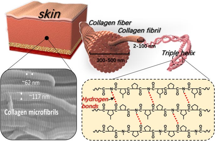Recent advances in skin collagen: functionality and non-medical  applications | SpringerLink