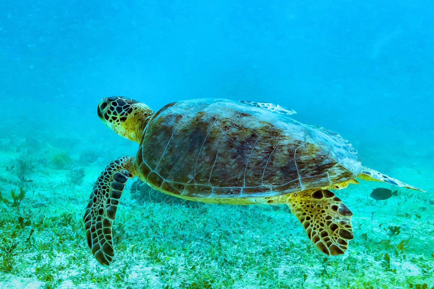File:Green Sea Turtle swimming.jpg - Wikimedia Commons