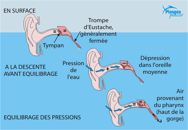 Oreilles et plongée : prévention des risques, méthodes d&#39;équilibrage.