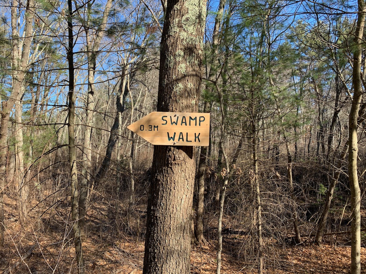 A wooden sign arrow pointing left that says 0.3M Swamp Walk. It's nailed to a tree, and there are other bare trees and scrub pine in the background. There's a blue sky visible through the branches.