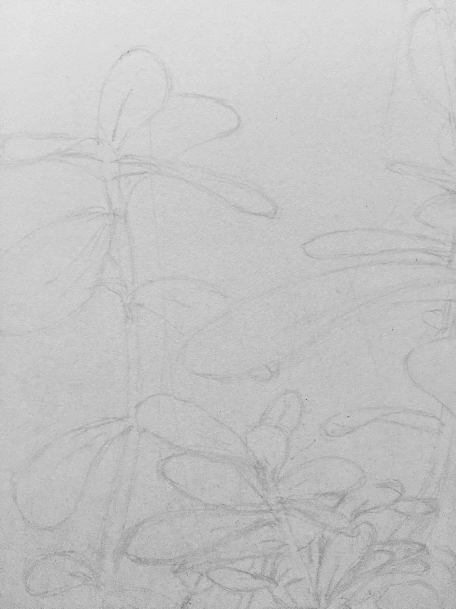 Photo of a work in progress of my artwork. It’s zoomed in to the pencil outline of a few leaves. 