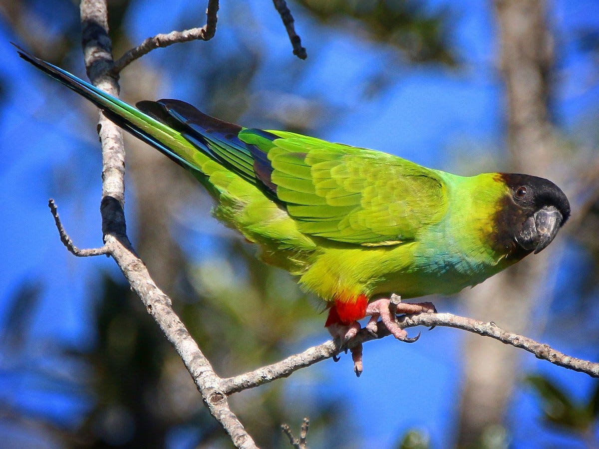 Nanday Parakeet - eBird