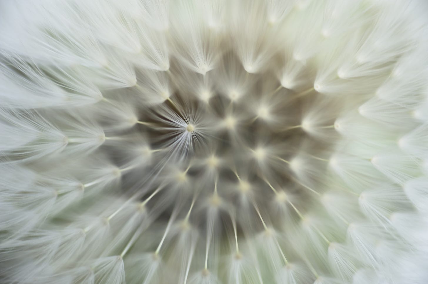 Innards of a cotton flower closeup