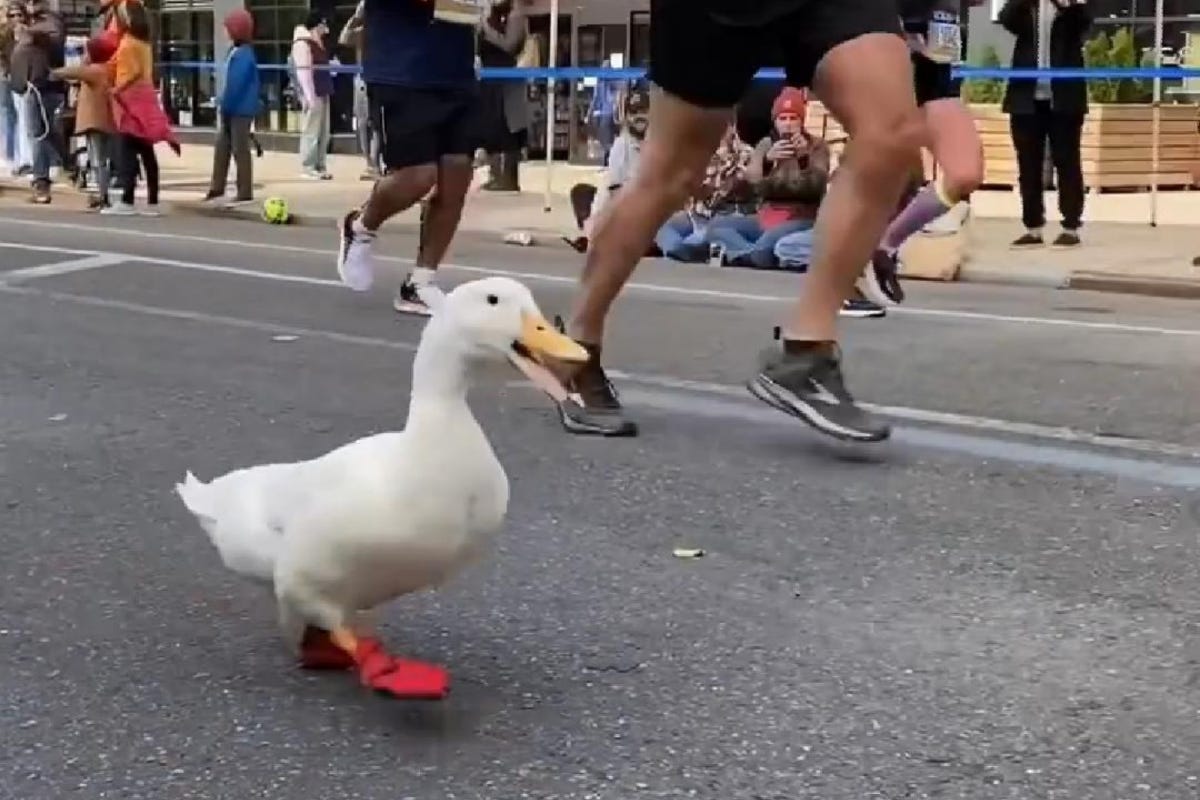 A Duck Named Wrinkle Joined the 2021 NYC Marathon and (Obviously) Stole the  Show