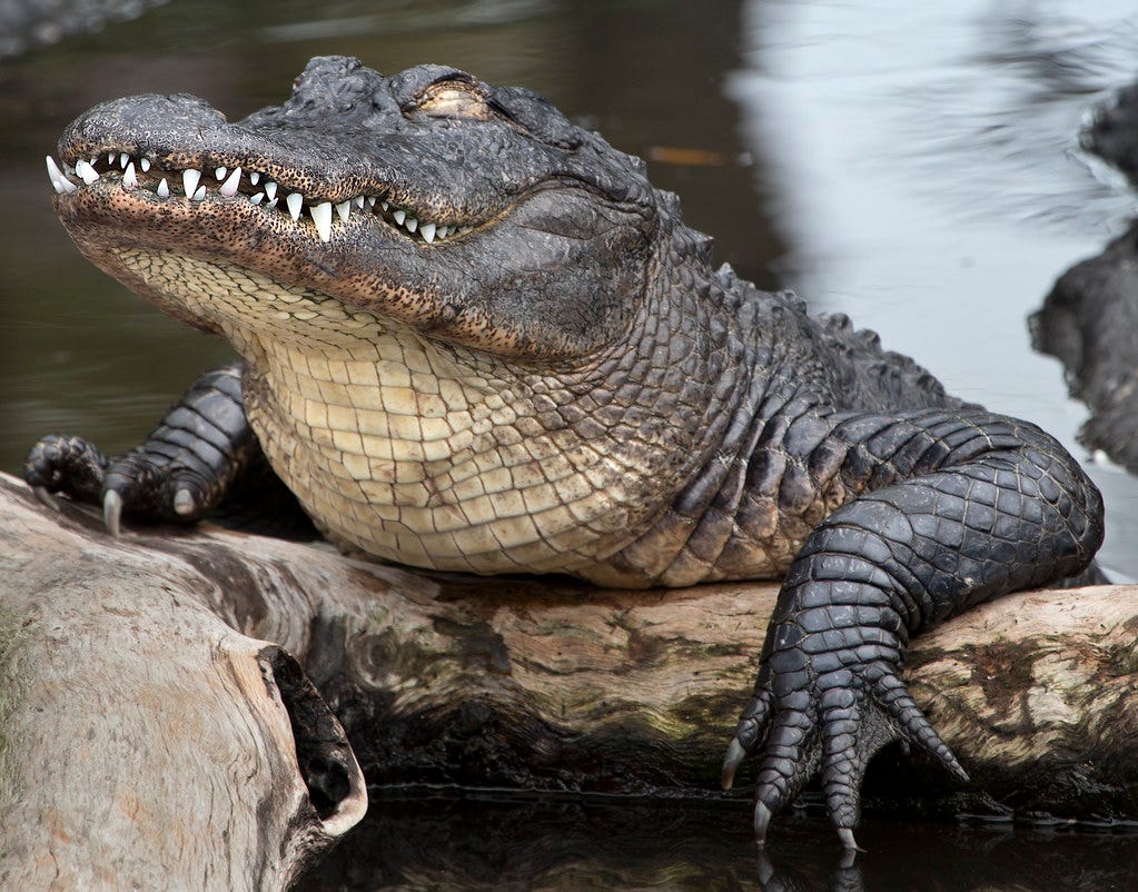 Alligator Farm Florida | Alligator Farm Florida | Flickr