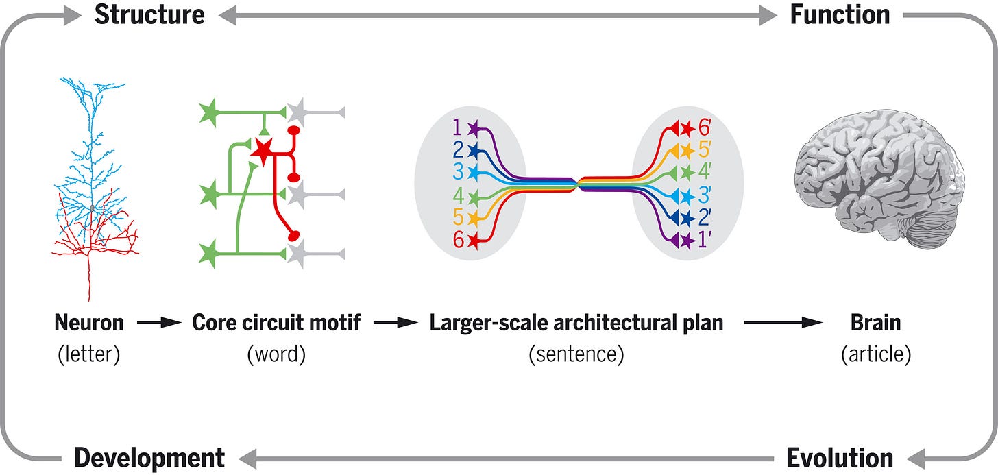 Architectures of neuronal circuits