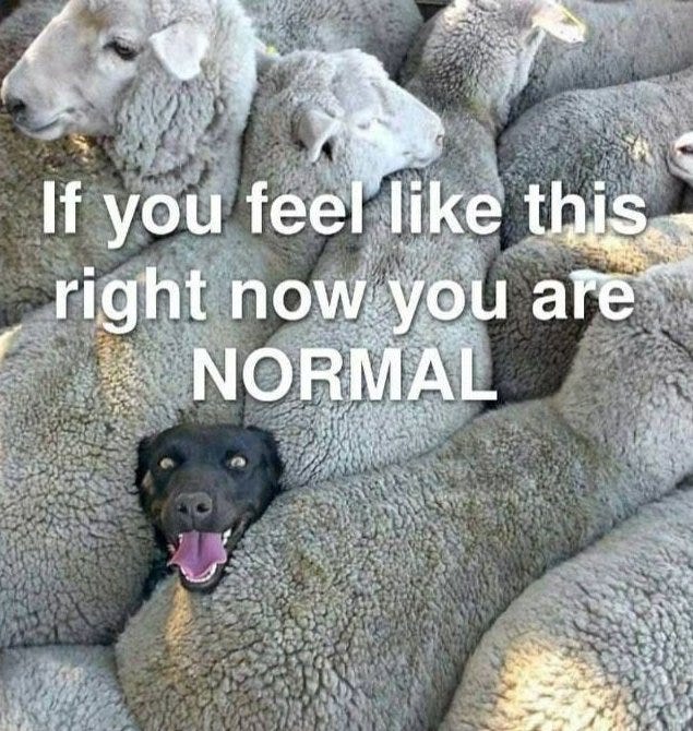 May be an image of animal and text that says 'If you feel like this right now you are NORMAL'