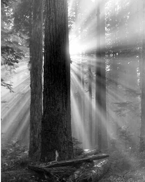 File:Sunlight through trees, Snoqualmie Pass, 1916 (LL 1386).jpg