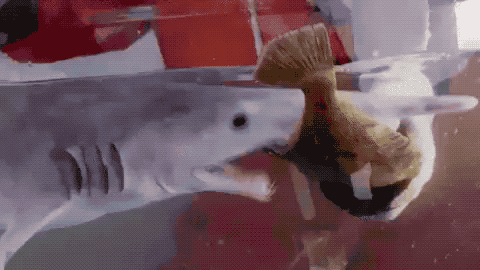 Gif of a goblin shark striking Gif of a goblin shark striking