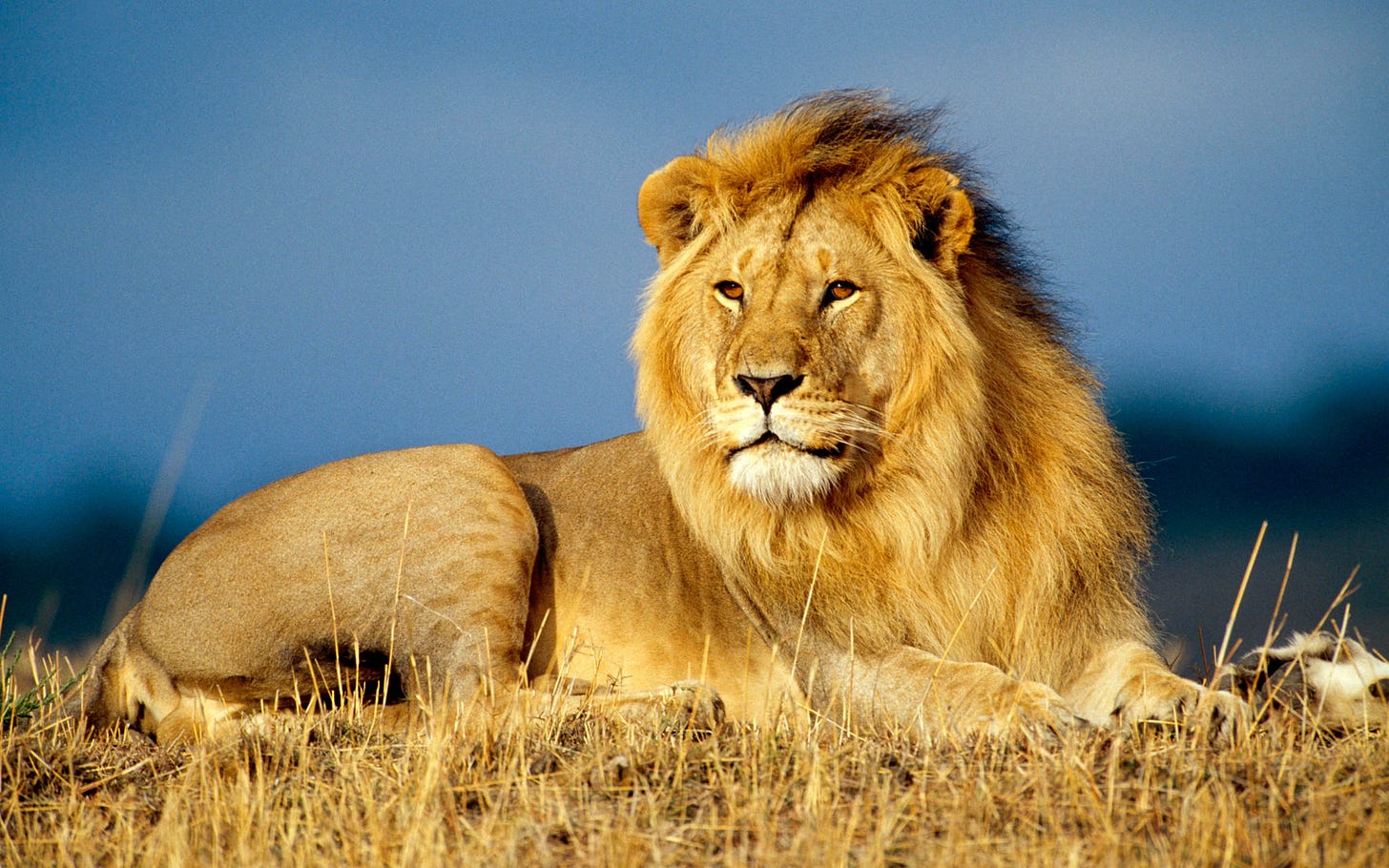 Lion | Cats Wiki | Fandom