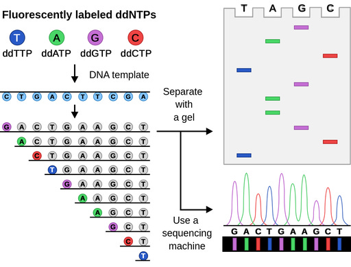 DNA sequencing - Labster Theory