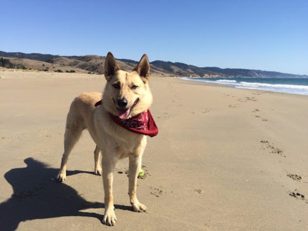 Kodi, who belongs to loyal reader Crystal, sports his adventure bandana at Rodeo Beach in Marin. Get that adventure, Kodi!