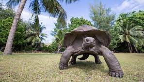 Aldabra Tortoise (Seychelles Giant Tortoise) [Complete Guide] - All Turtles