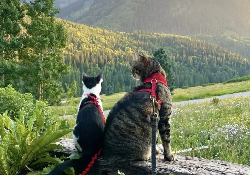 A black and white cat sits next to a striped tabby. Both are wearing collars as they look out at a beautiful tree covered mountain in the distance. 