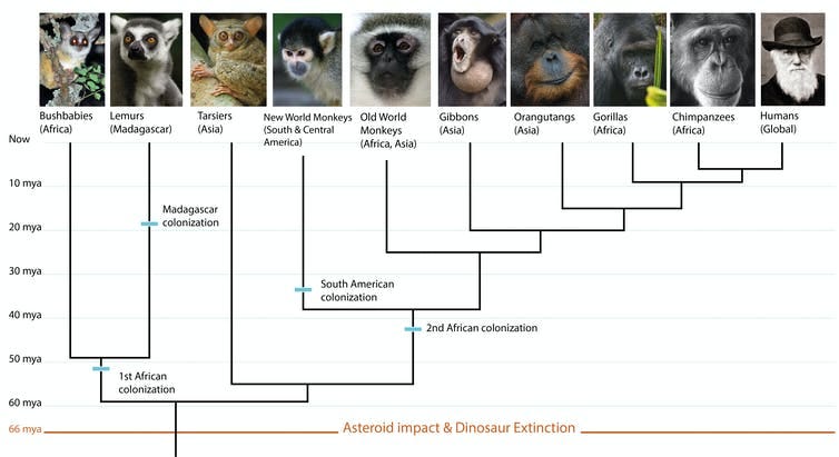 Evolutionary tree showing primates and their geographic distributions