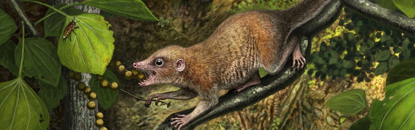 UF Researcher Helps Confirm Ancient Primates Once Walked with Dinosaurs –  News