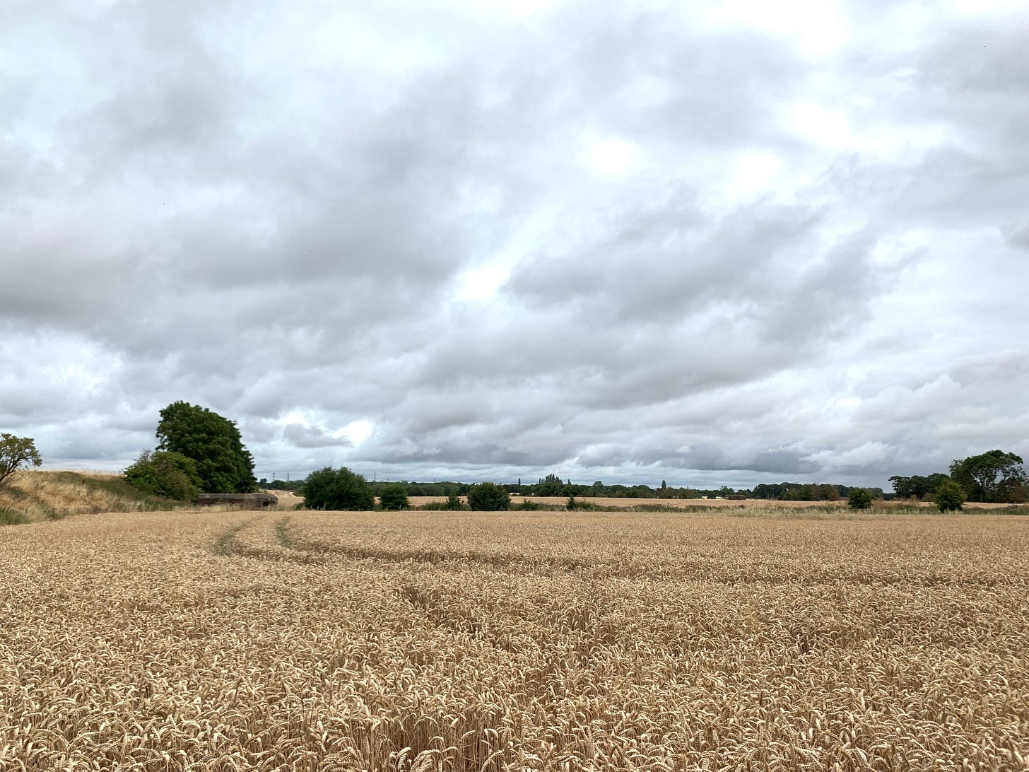 a ripening wheat field