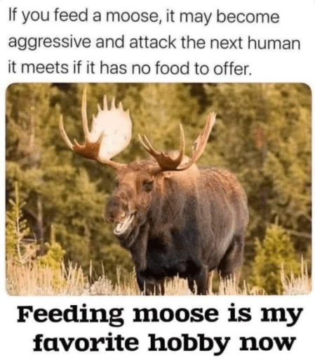 moose-food-2021-12-22-10_01_photo